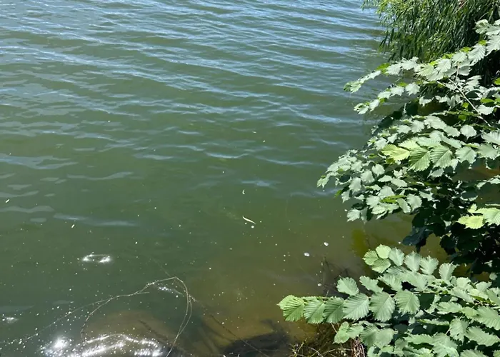 In Regim * Бухарест